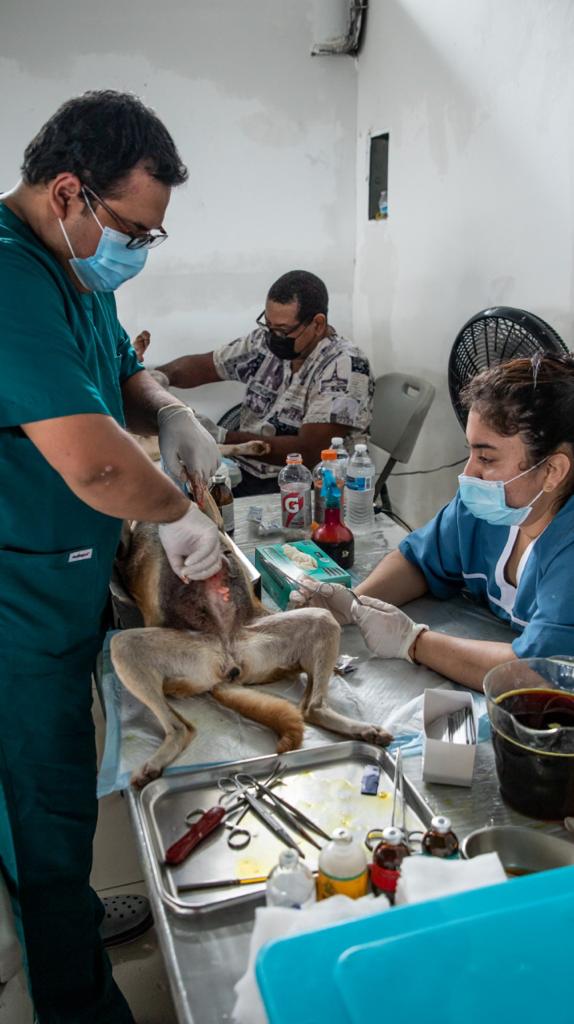 Digicel apoya a la Fundación Manchitas, que logró esterilizar a más de 25 mil animales en 2021